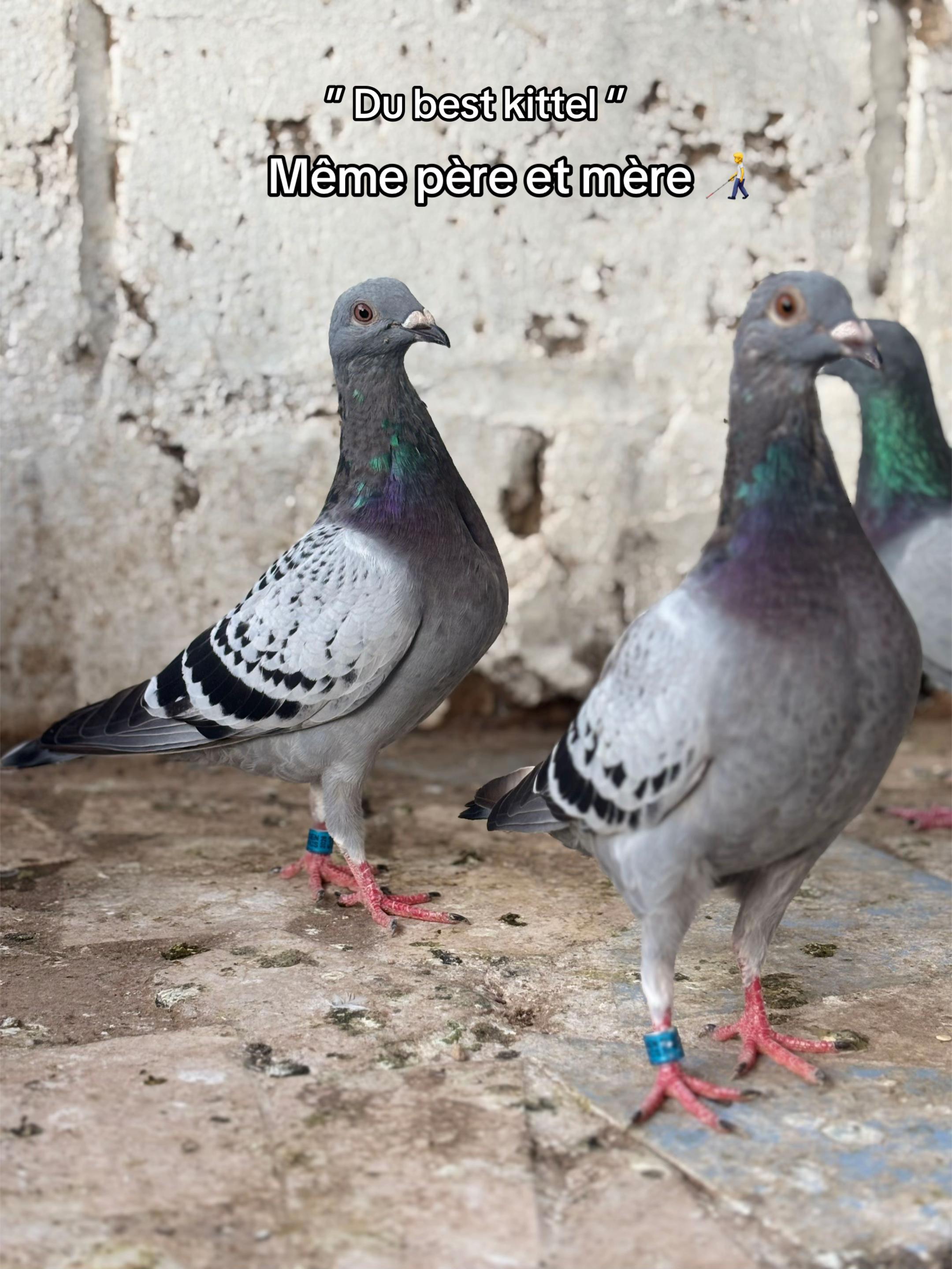 @OMZOLOFT🕊🦜🇸🇳