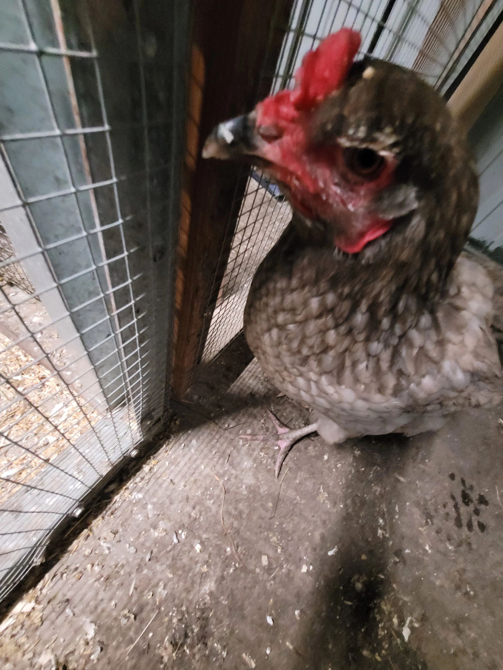 @der hühnermeister 🐓