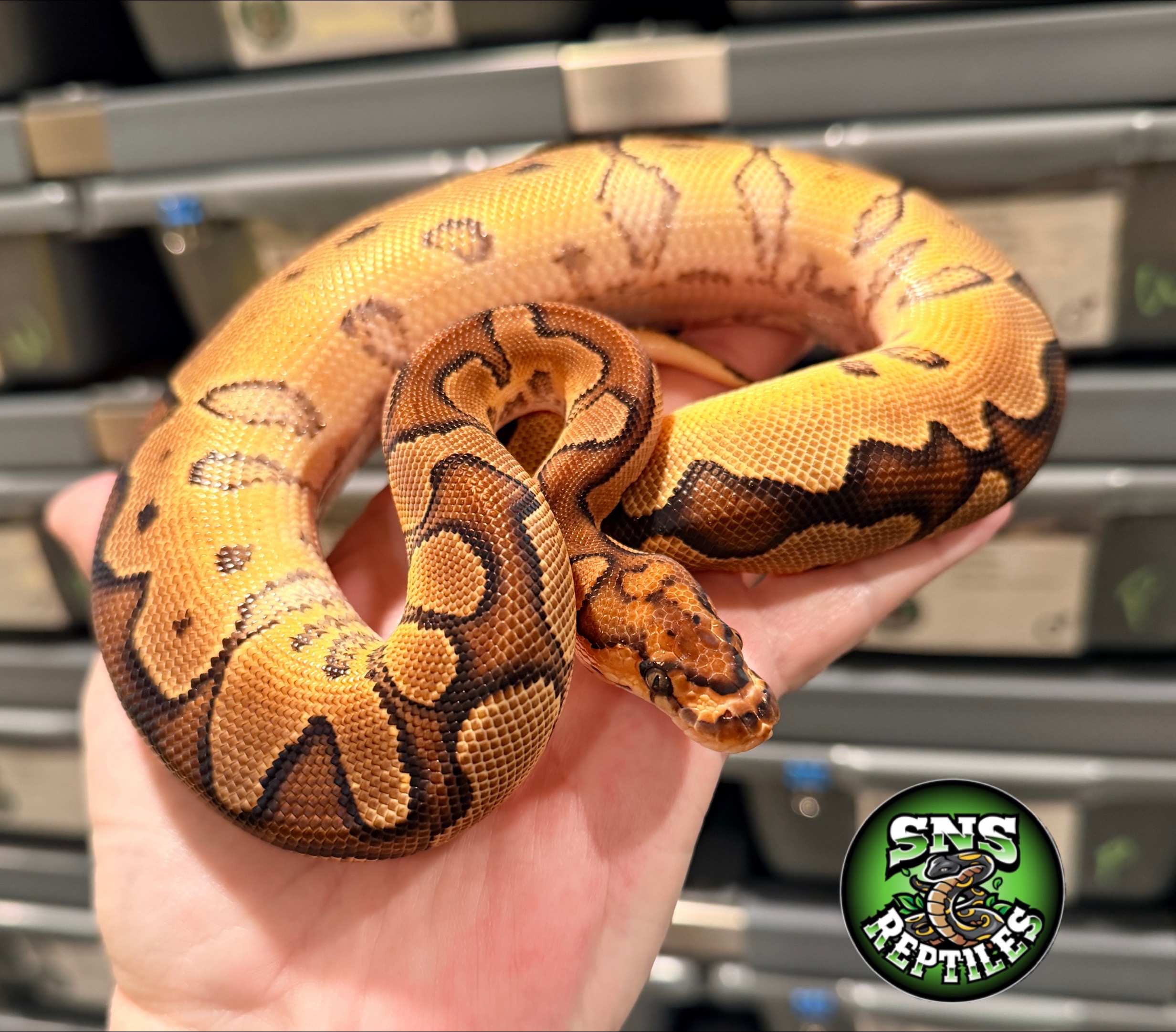 @SNS Reptiles