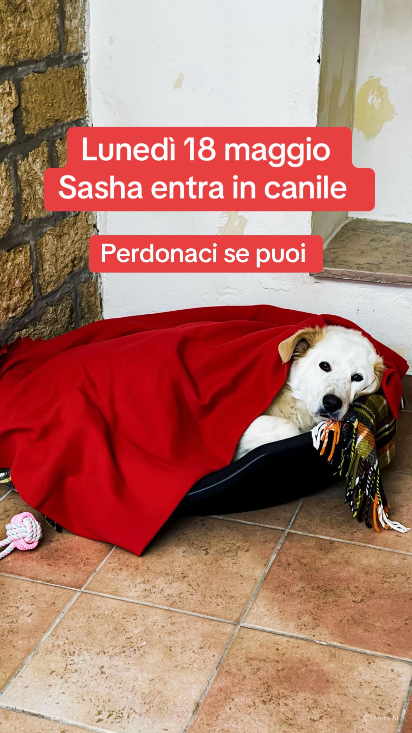 @Solo per amor loro 🐾🐾🐾🐾