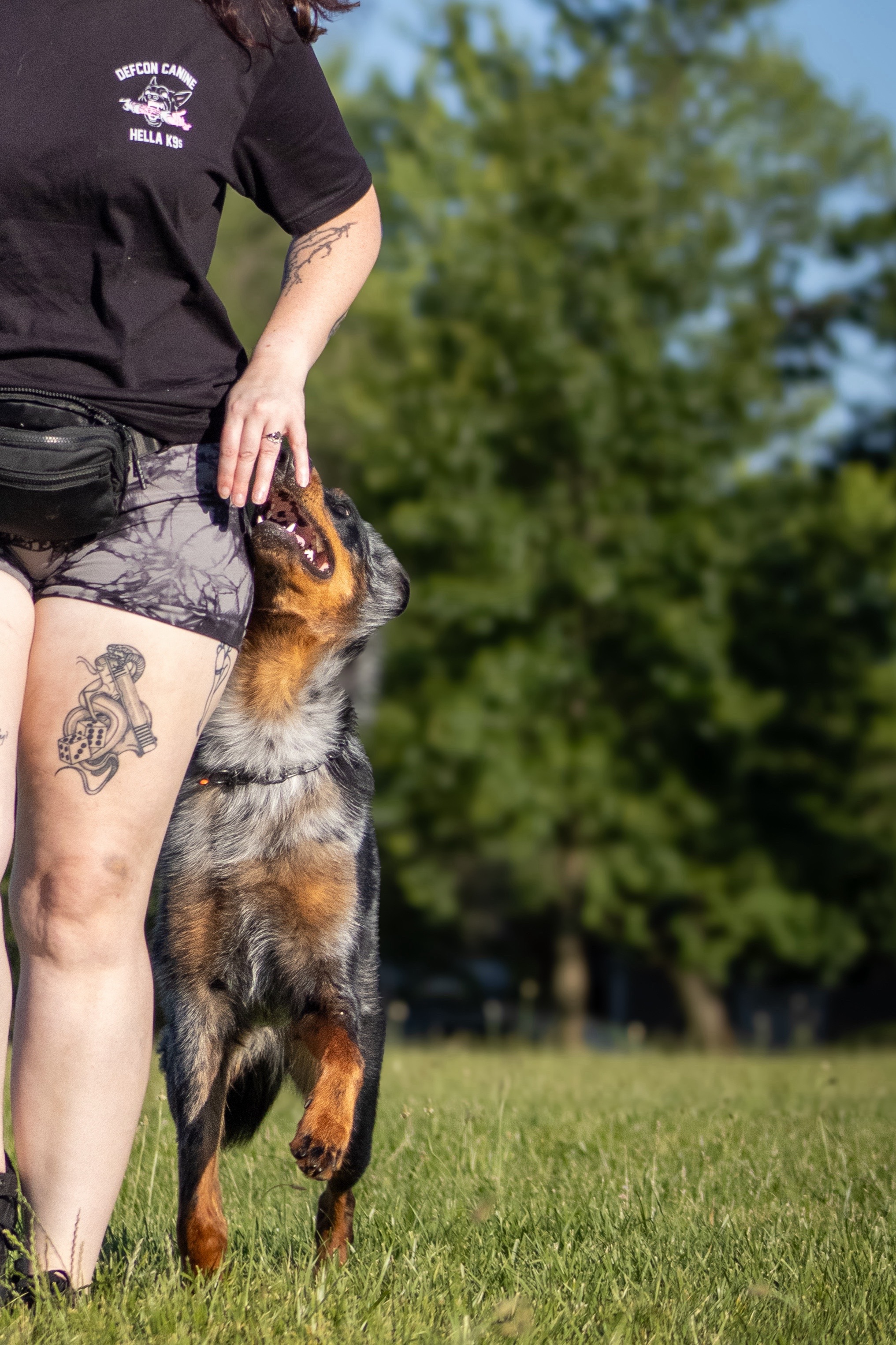 @valkyrie.the.beauceron