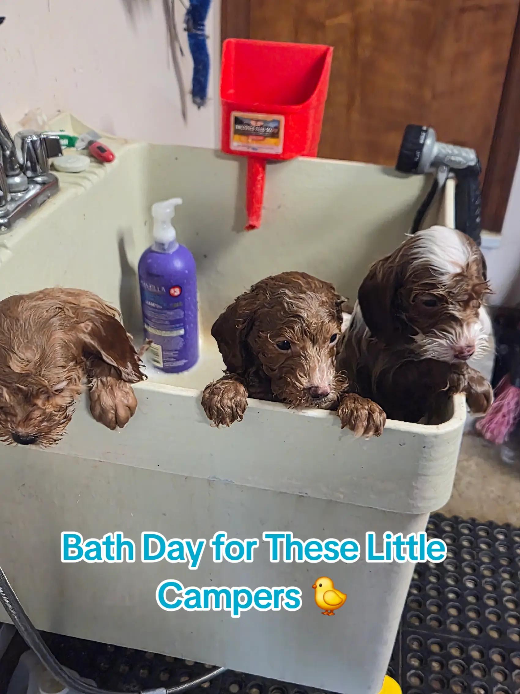 @Barb's Precious Pups