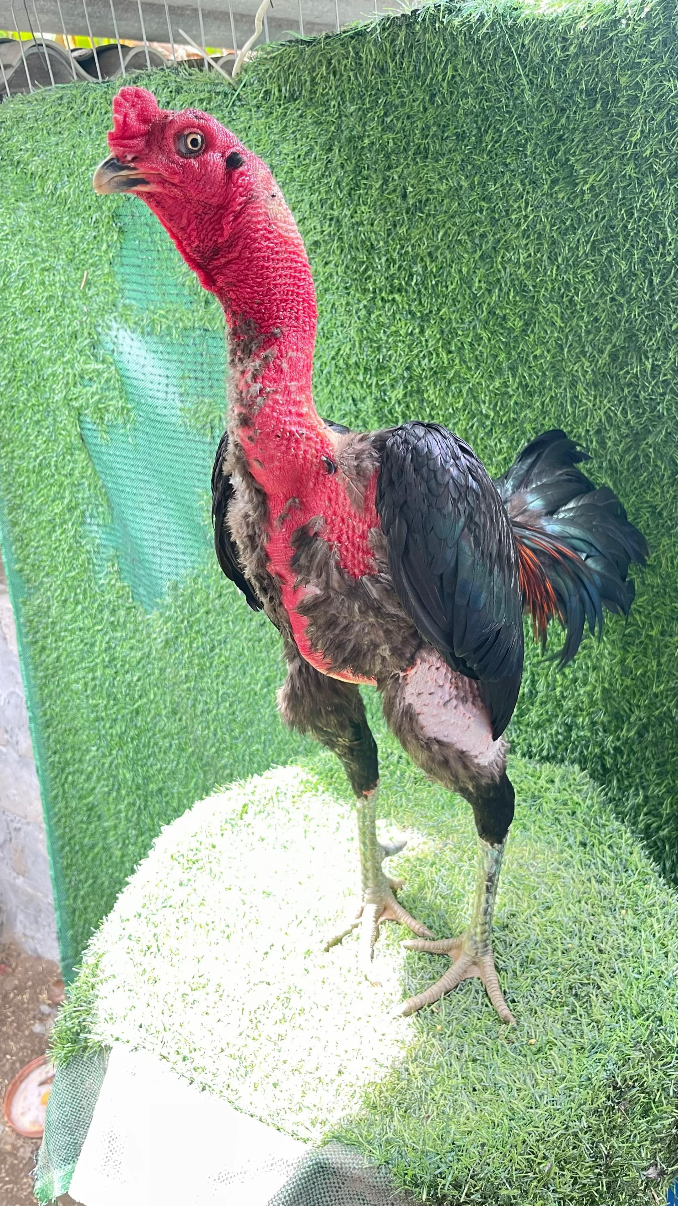 @Thuần G&agrave; Chọi