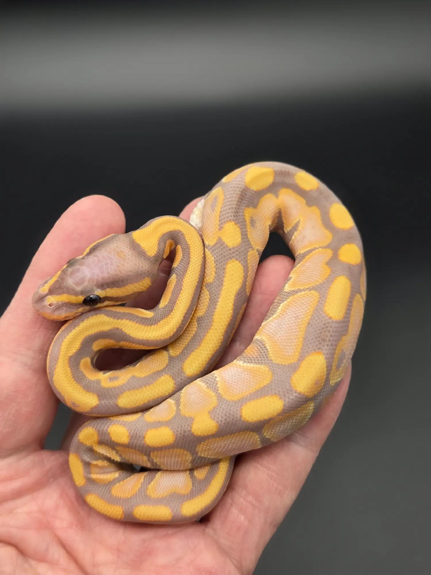 @Rikers Reptiles