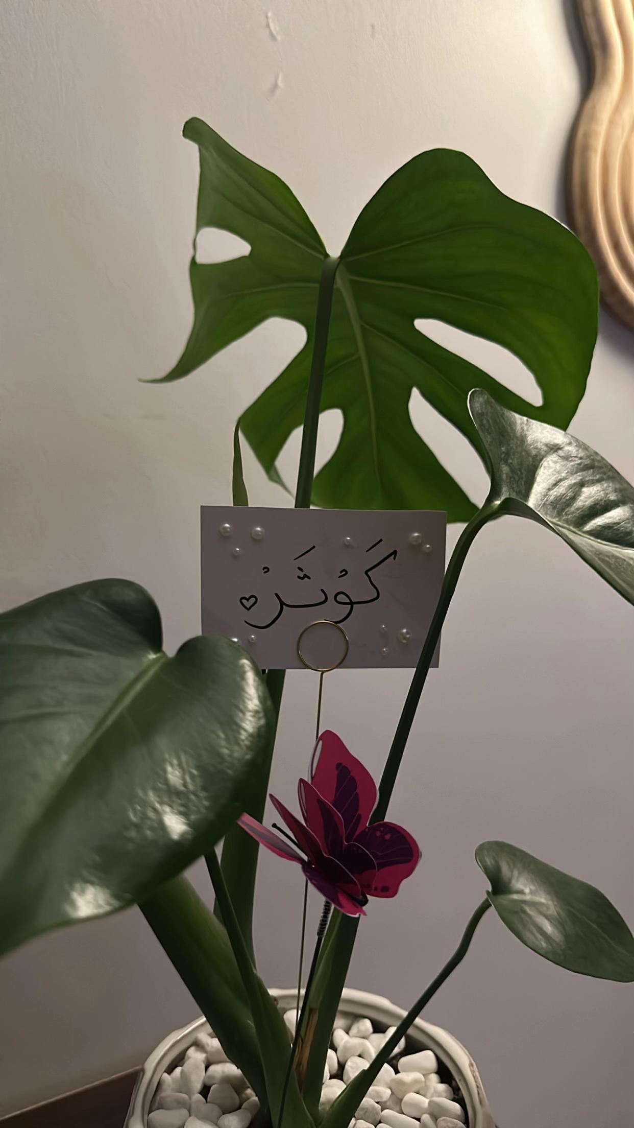 @لوسيـدا-الباحة🪴