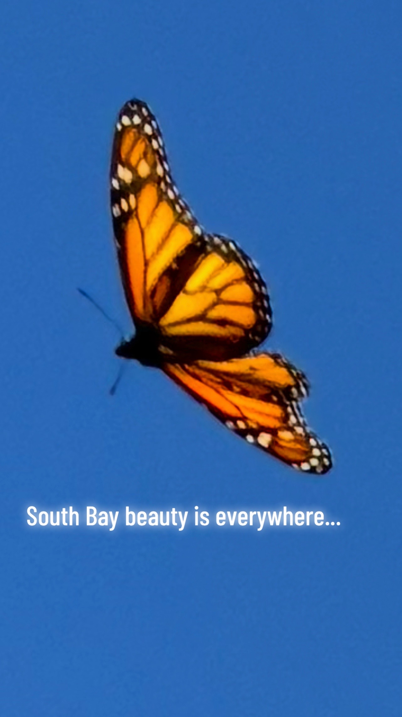 @spotlightsouthbay