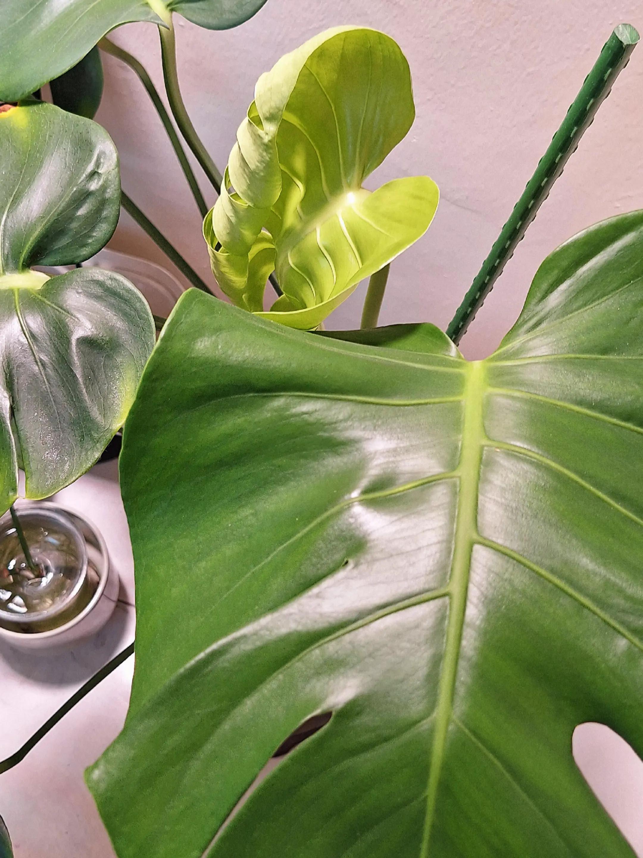 @Sara | Indoor Plants | 🇲🇾