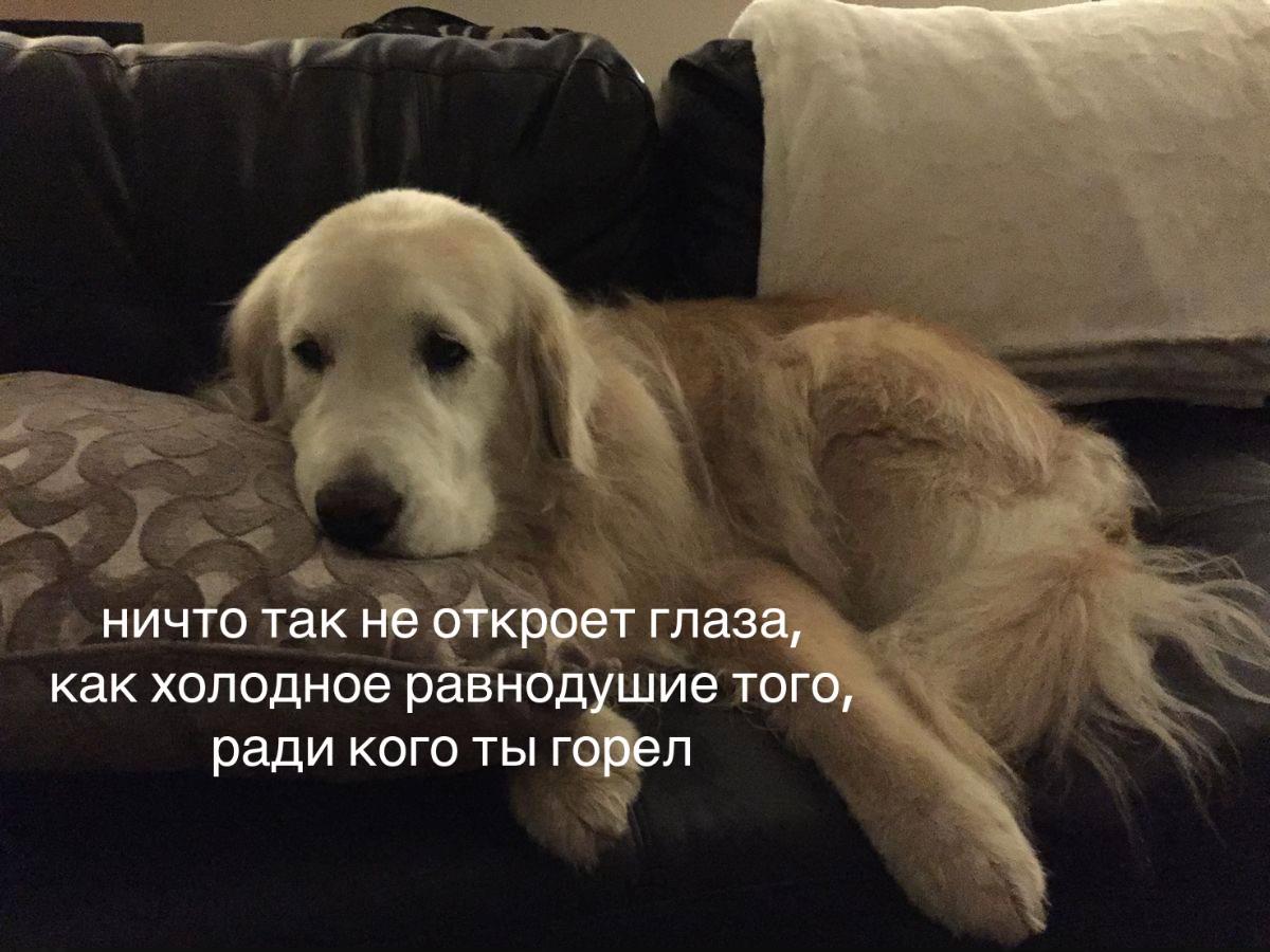 @тг: грустнобезтебя 🪶
