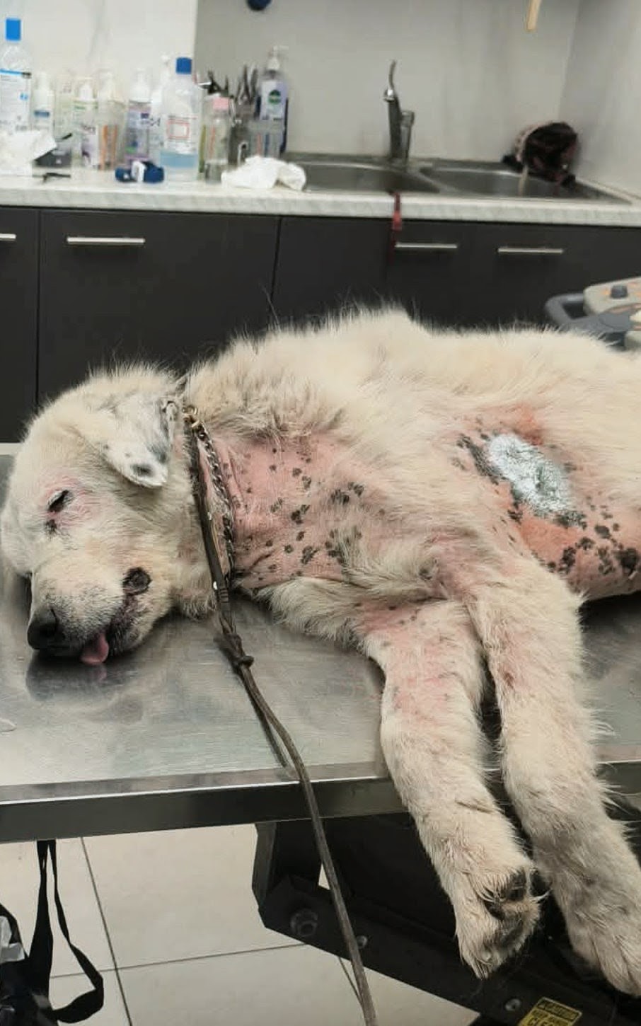 @Greek Animal Rescue