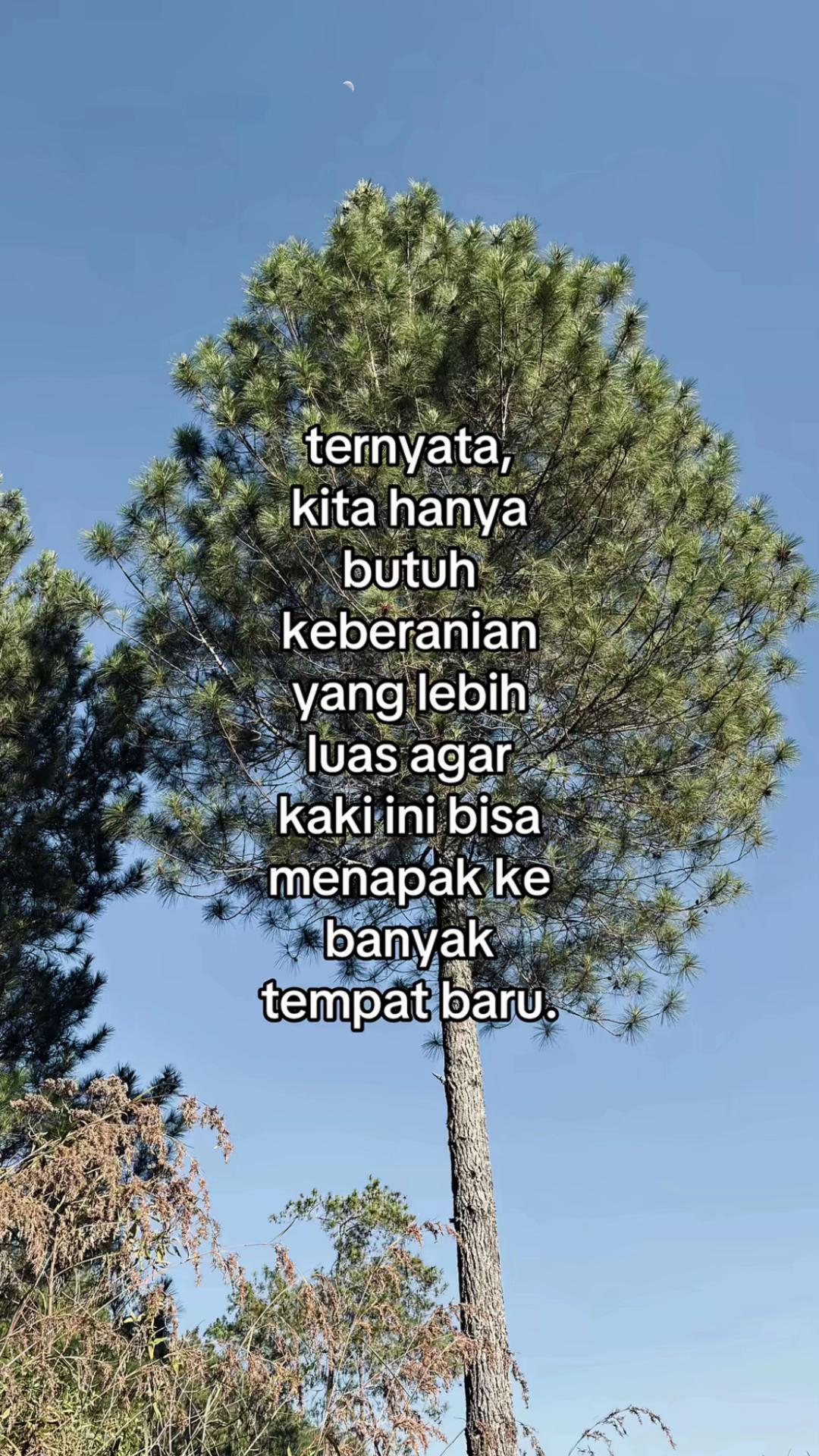 @kitty