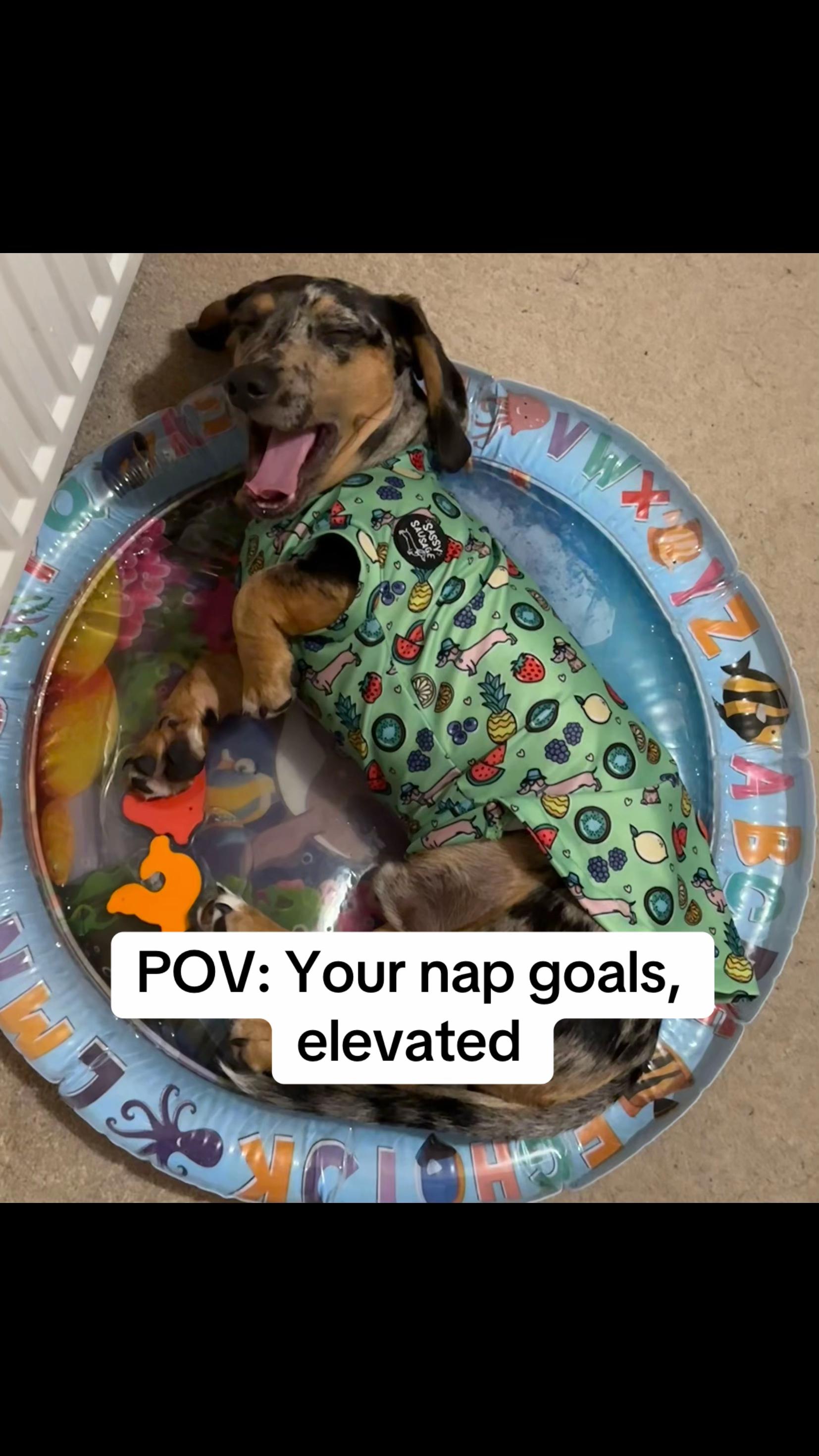 @Maverick The Dachshund