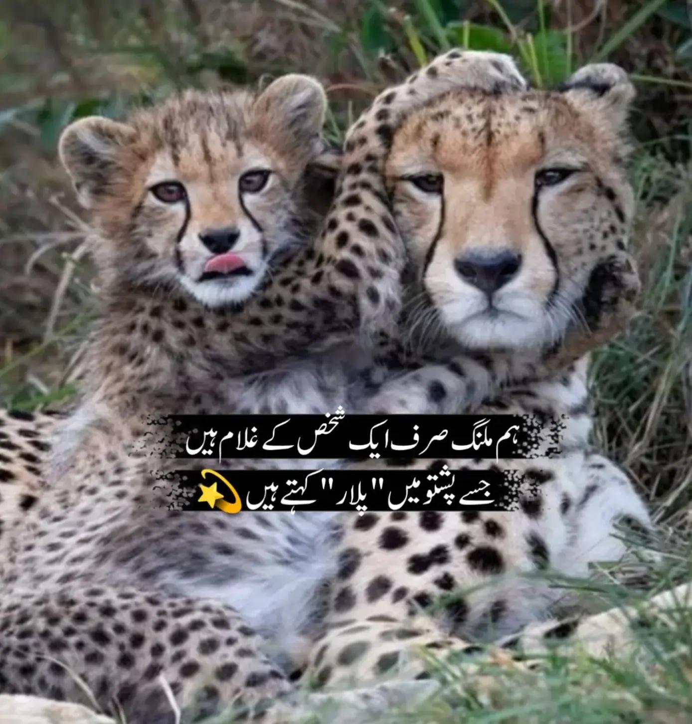 @⚜️ چوہدری ⚜️☠️