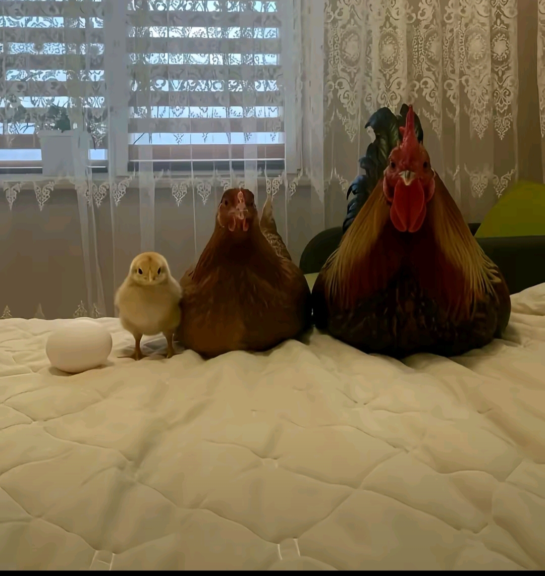 @ъвок