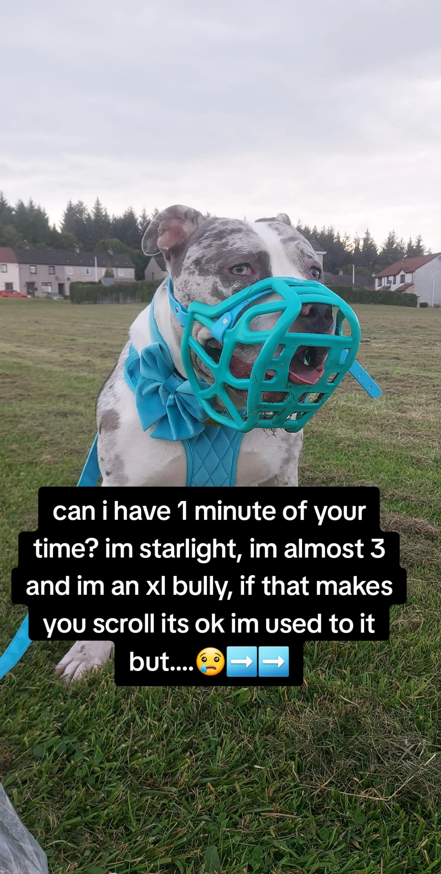 @kirsty+starlight the xl bully