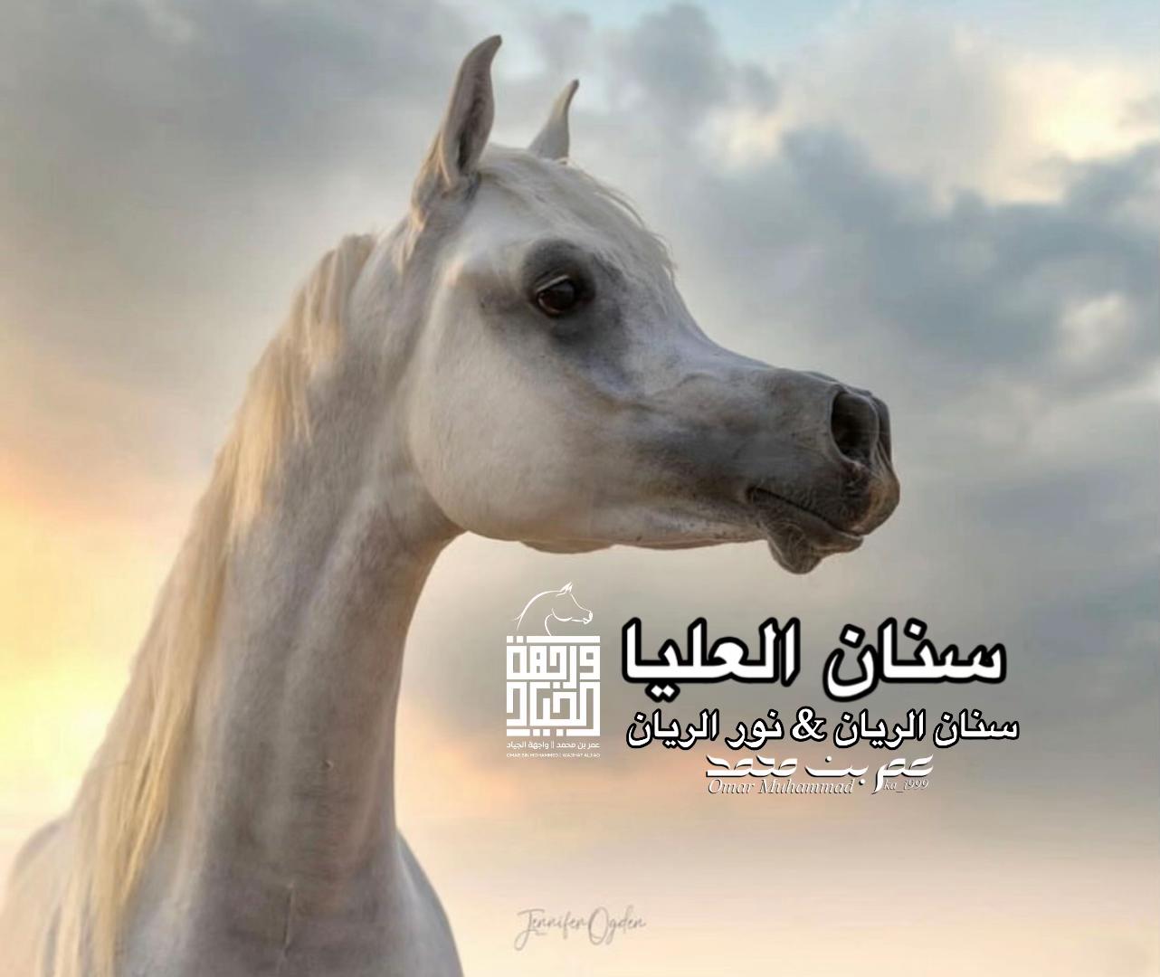 @عمر بن محمد | واجهة الجـياد🏅