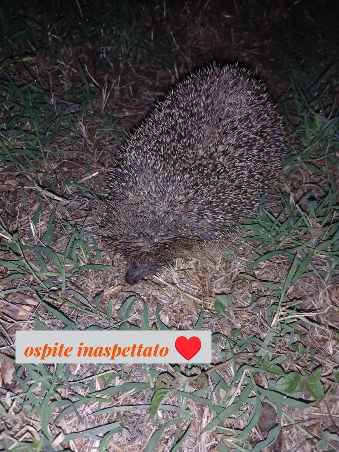 @Graziella Capizzo
