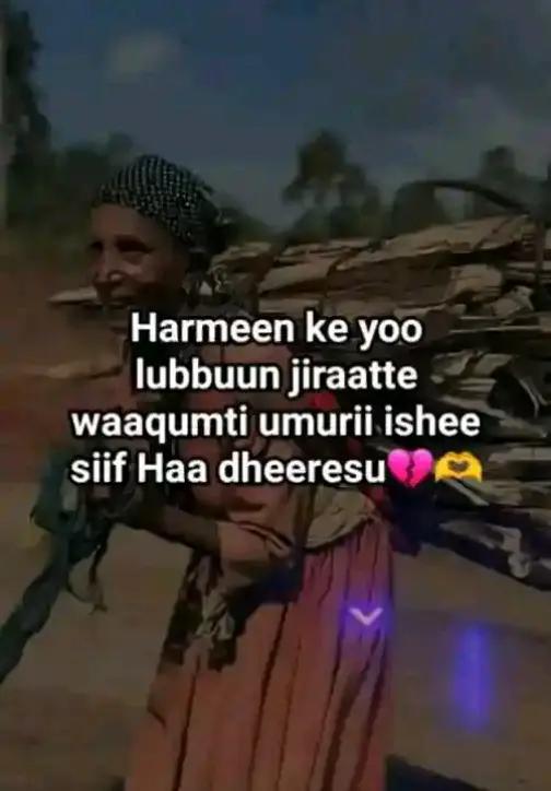 @daroo mucaa baakkoo