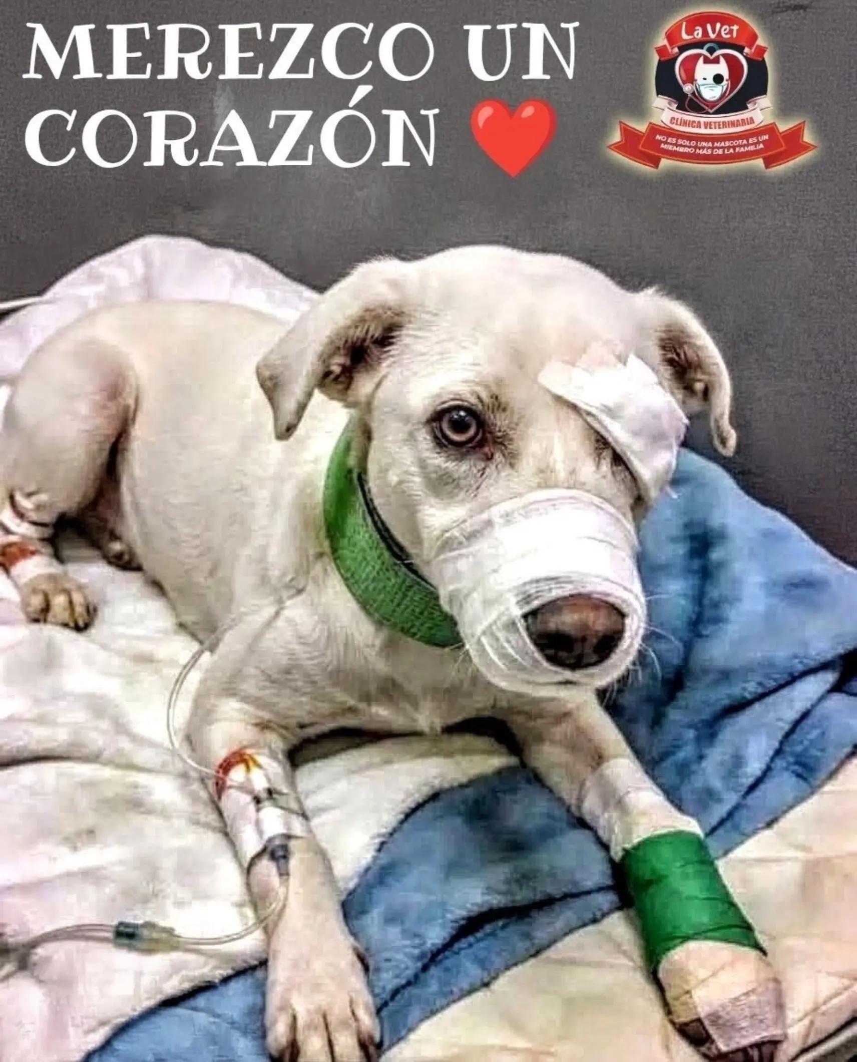 @Cl&iacute;nica la Vet Oriente