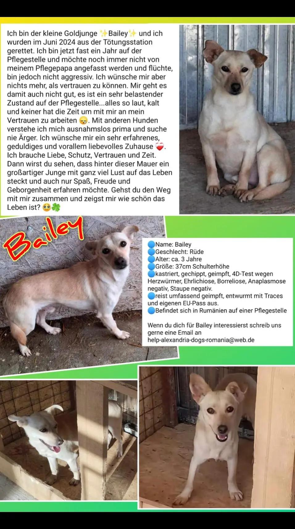 @rescuersalexandria