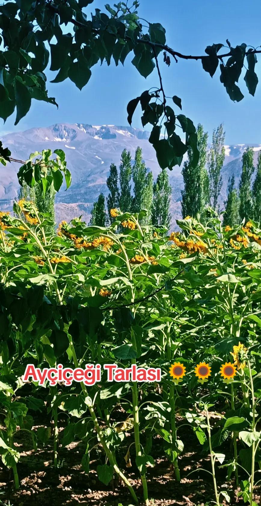 @Selçuk24🦅🦅🦅🌞🗻🏞️