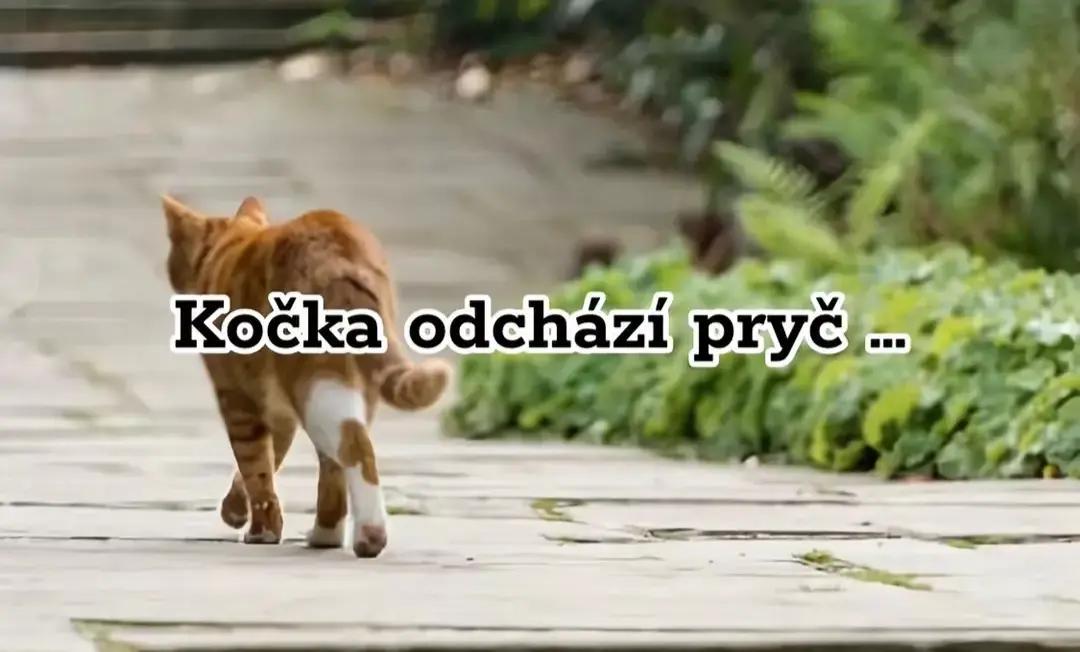 @Li&scaron;ka 🦊