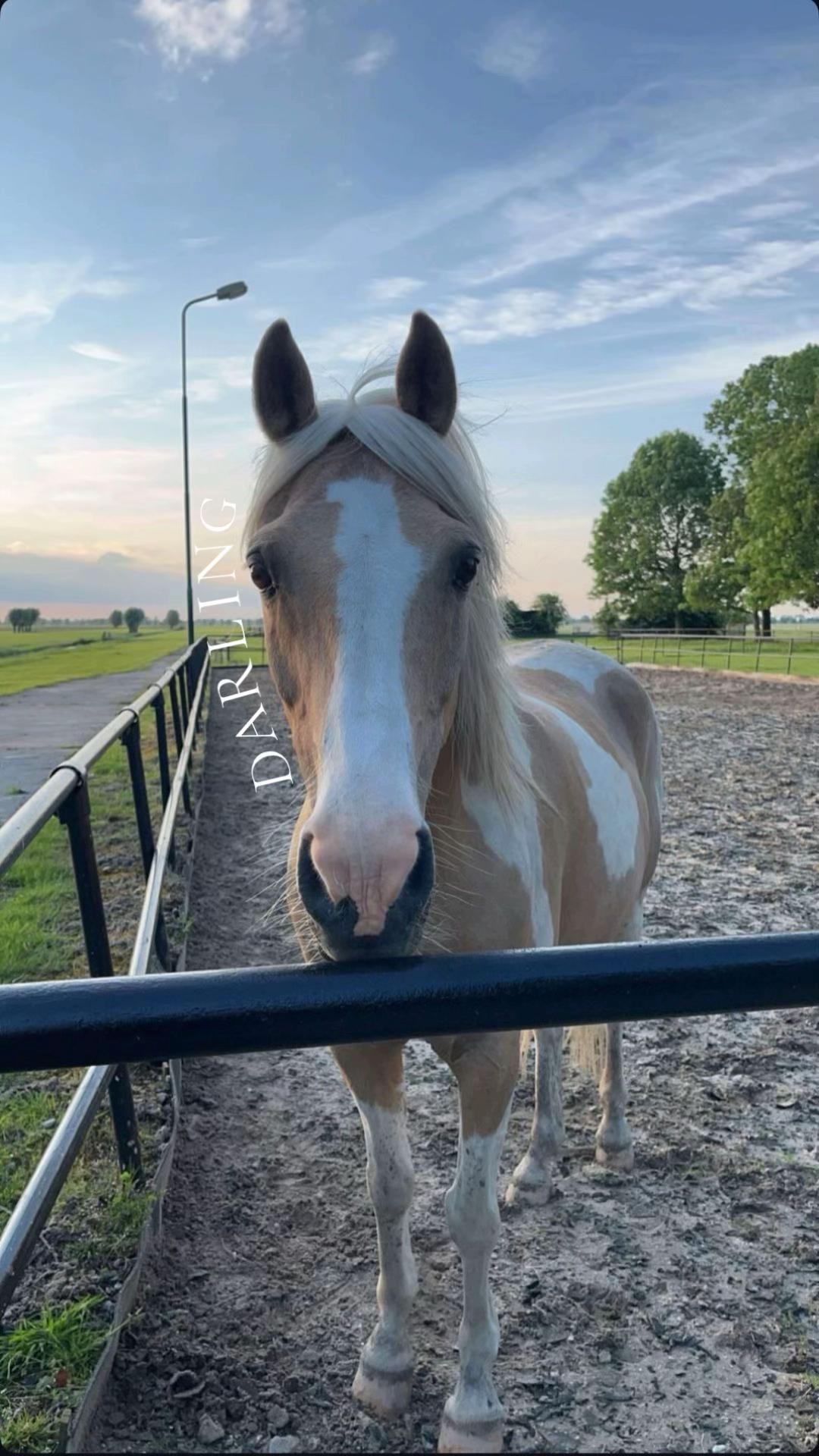 @dovda.horsemanship