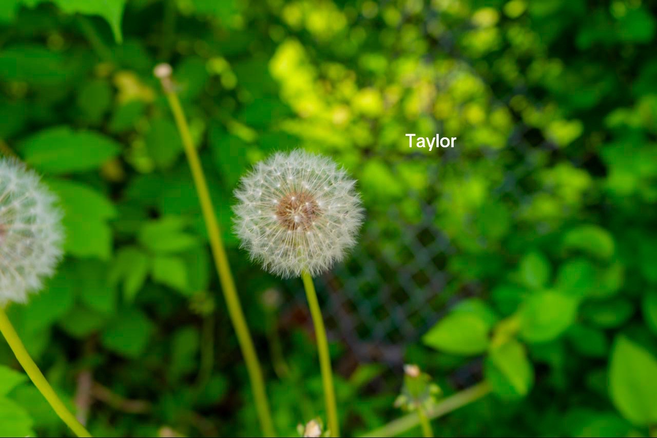 @Taylorsobased