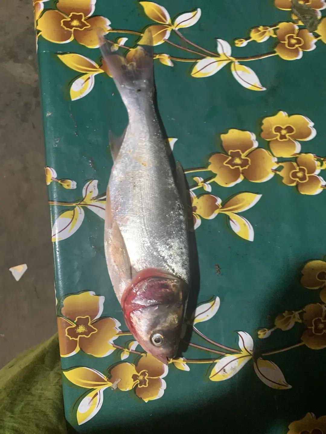@❤️বাউল প্রেমিক আয়াত আলী শা🥀🥀