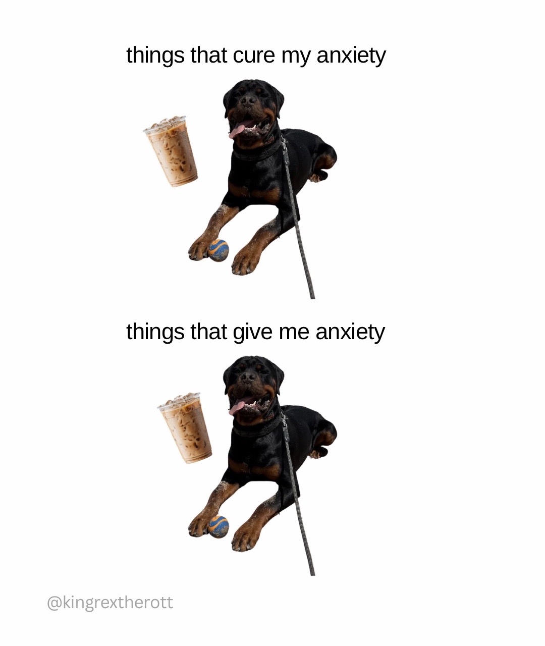 @Rex the Rottweiler