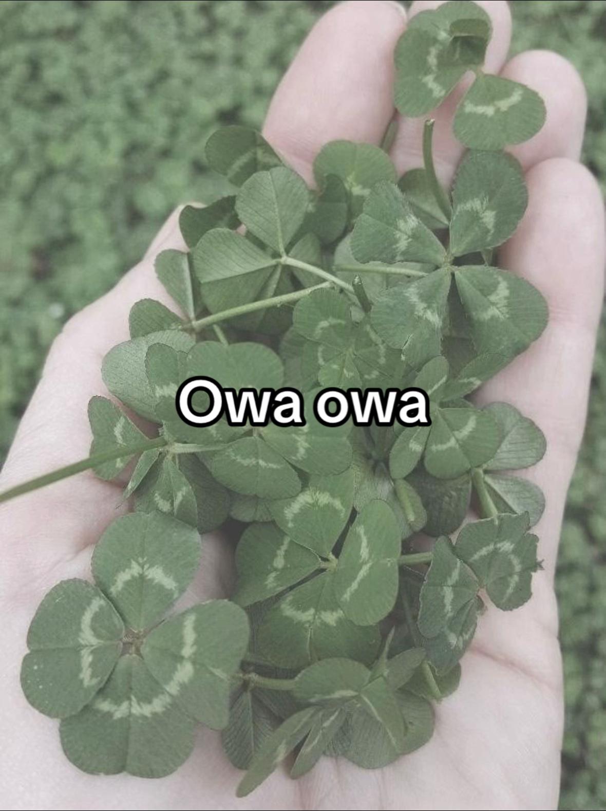 @𐙚⋆𝓚𝓪𝔀𝓪𝓲𝓲𝔁𐙚⋆&bull;Adomin