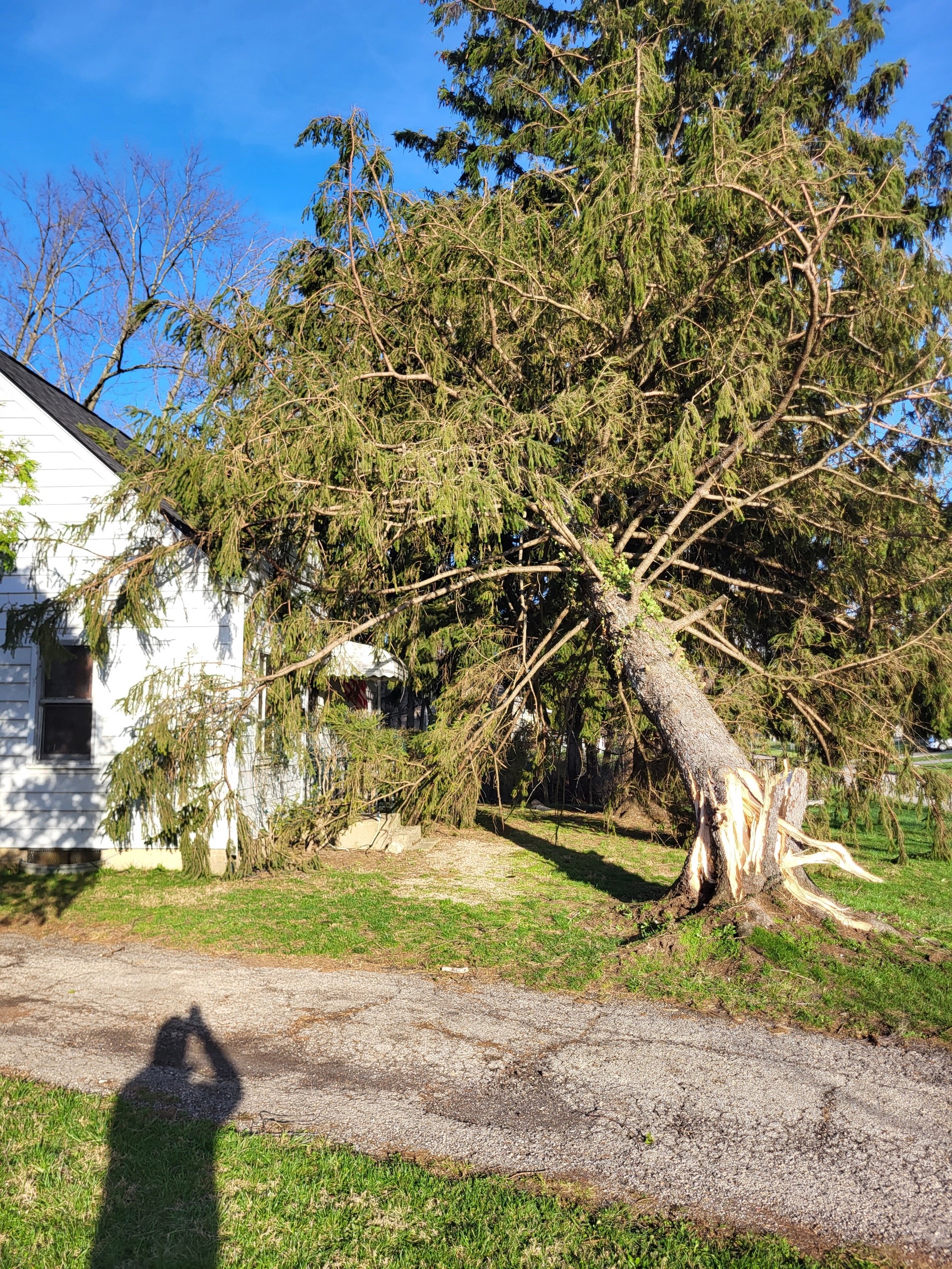 @gotreeservices6