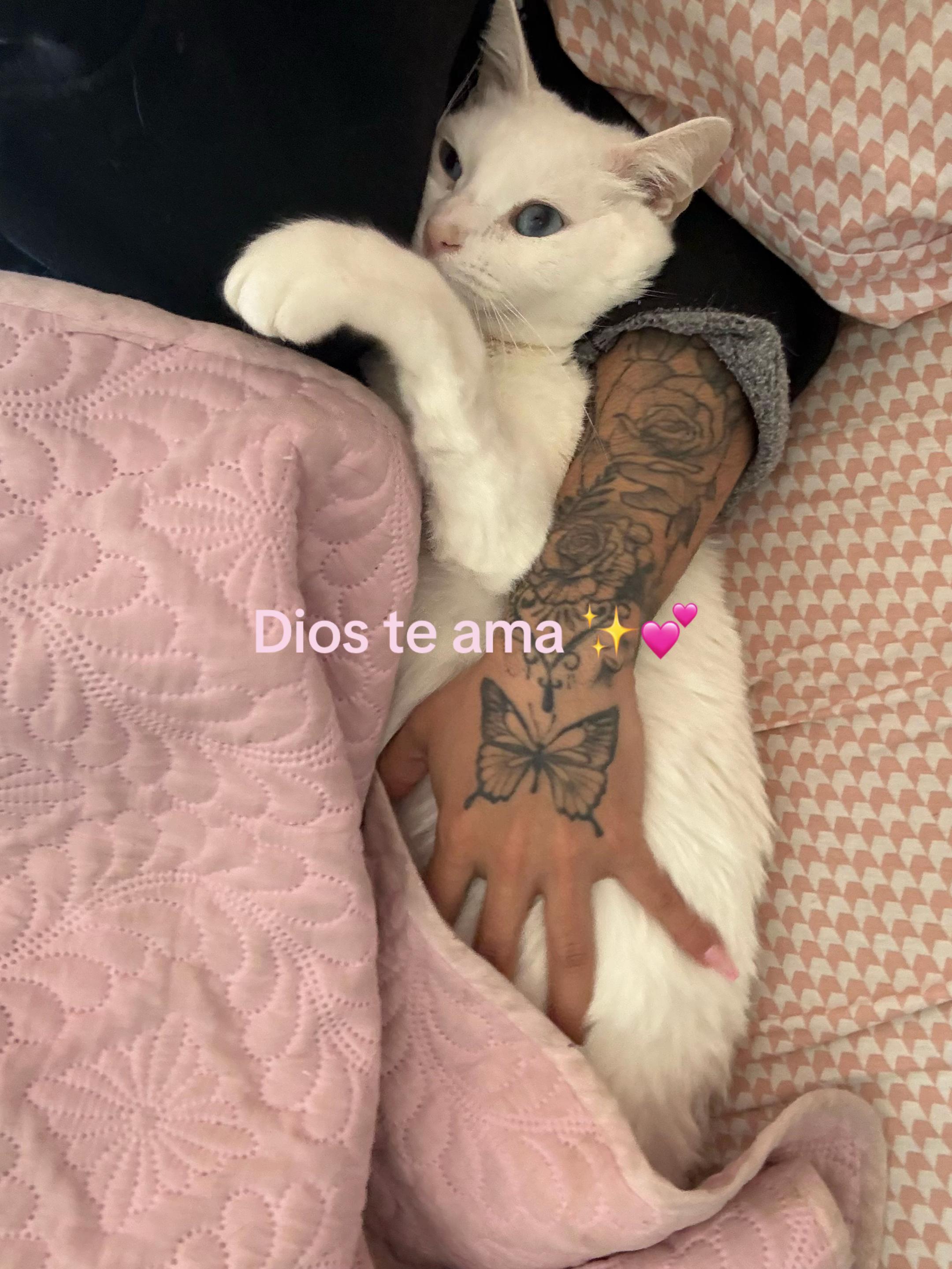 @Amandarossepinkfox