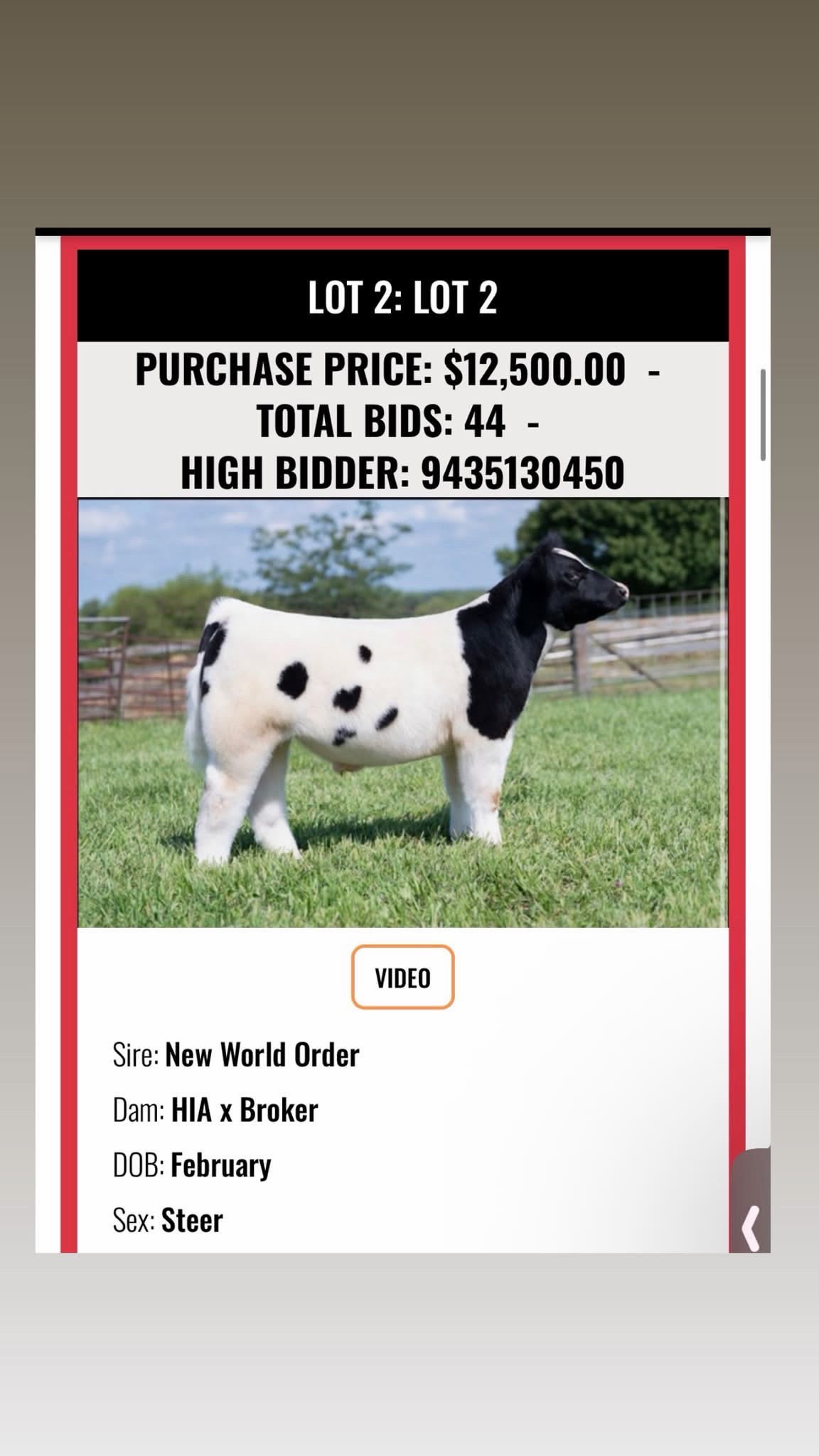 @Matt Lautner Cattle USA