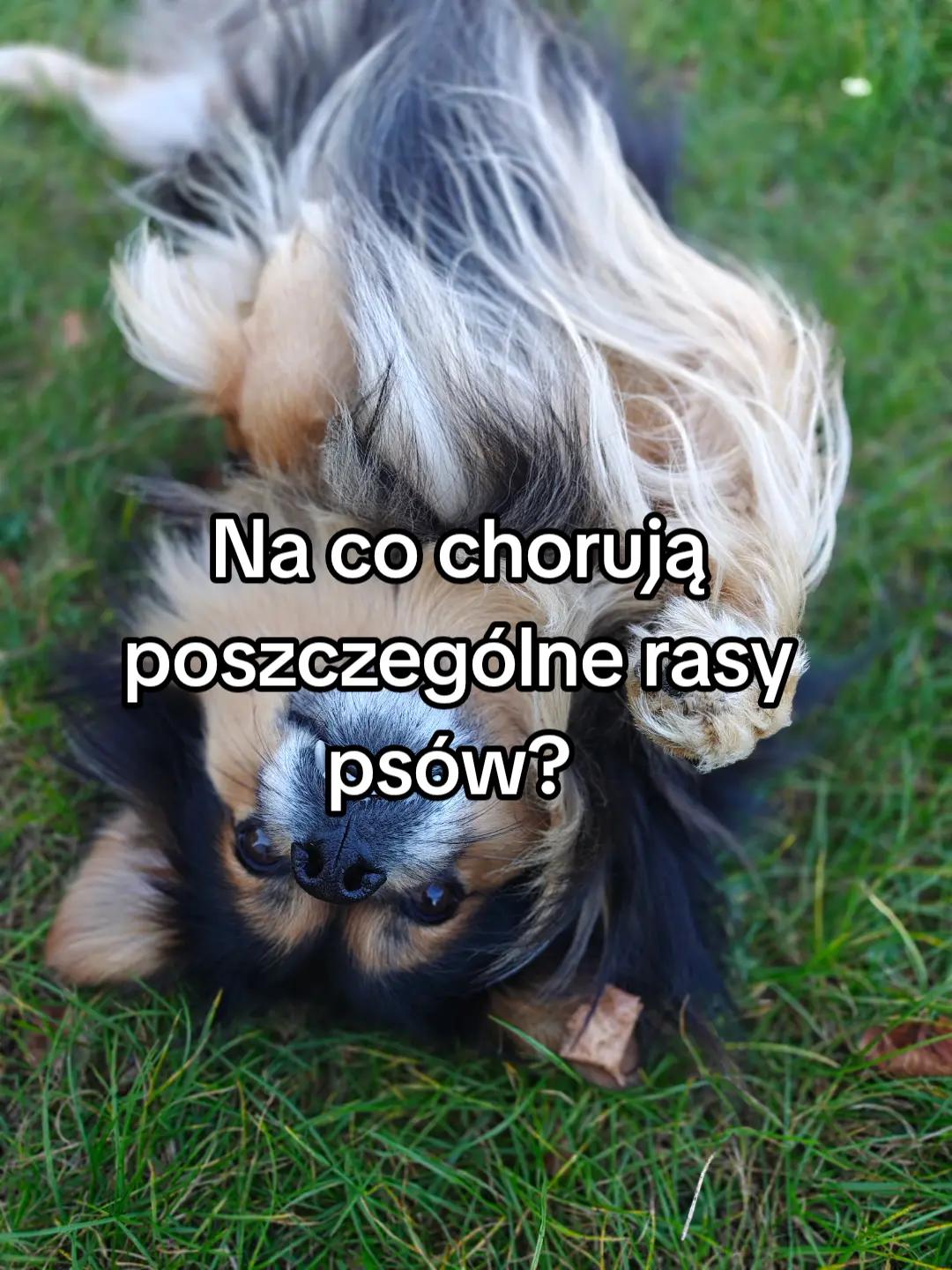 @KochamKurki❤️🐔