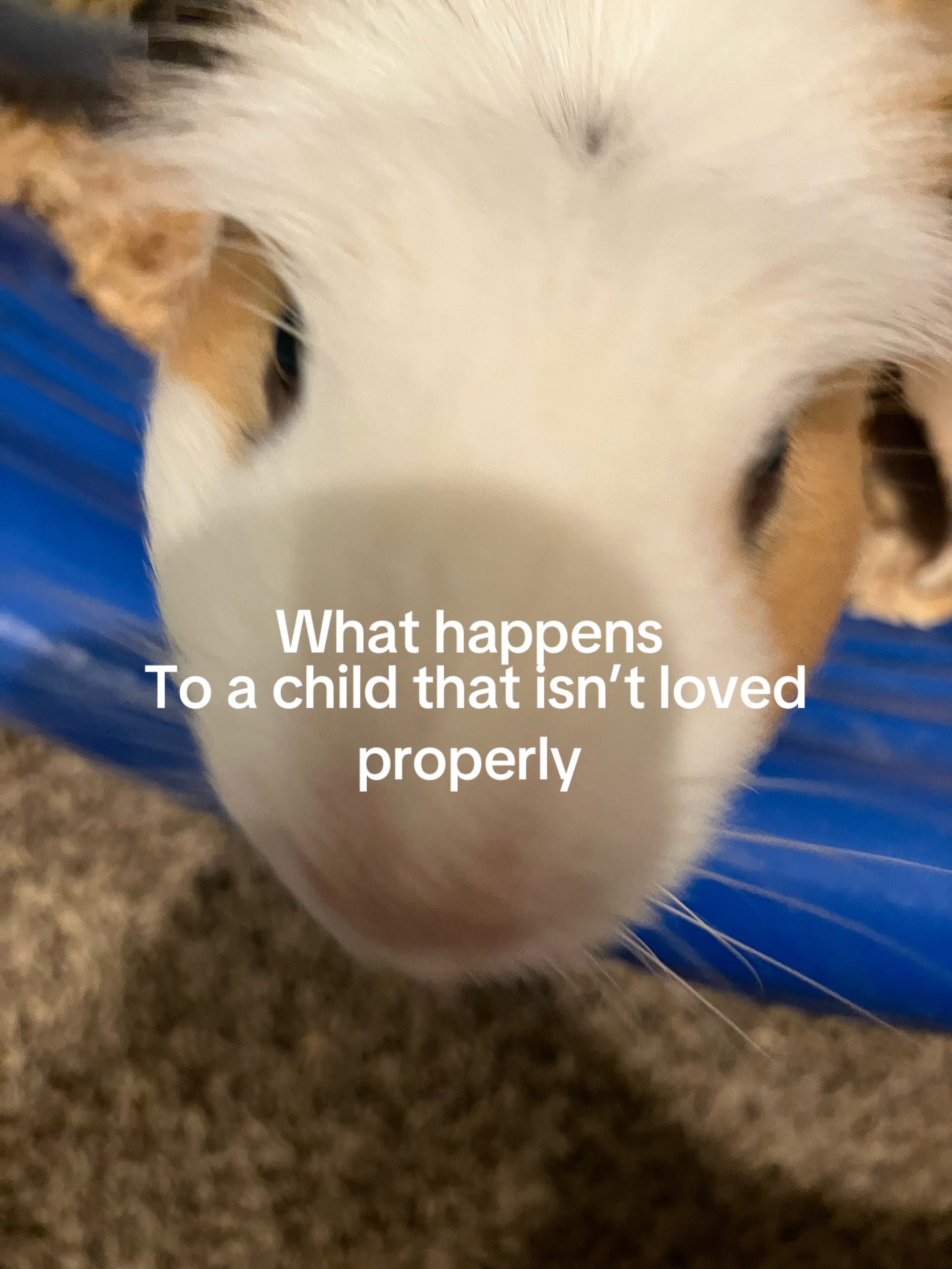 @🦓🐘🐊🐷