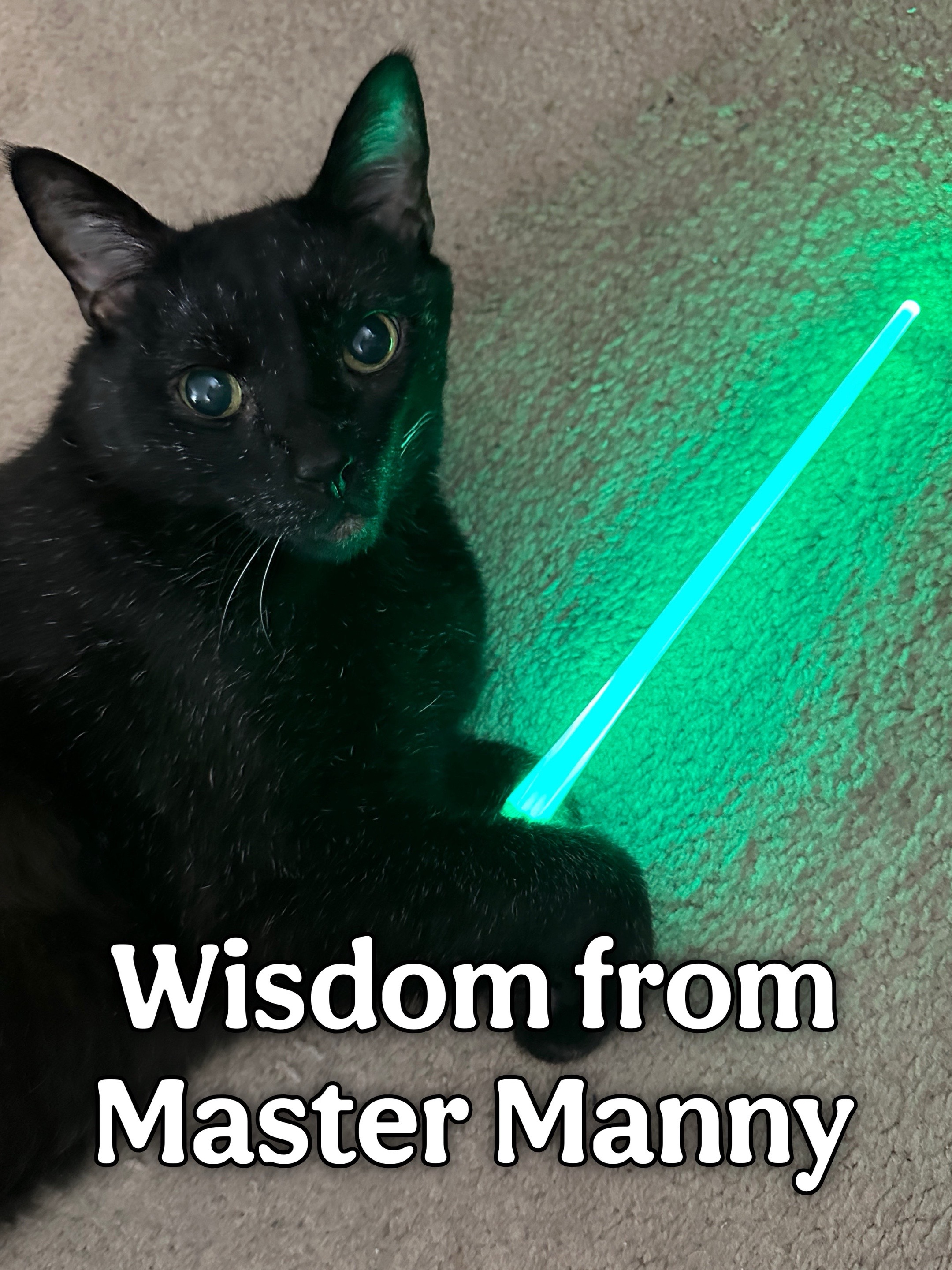 @Manny Halloween Cat
