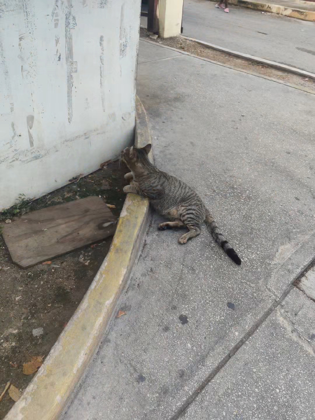 @samy 🐈
