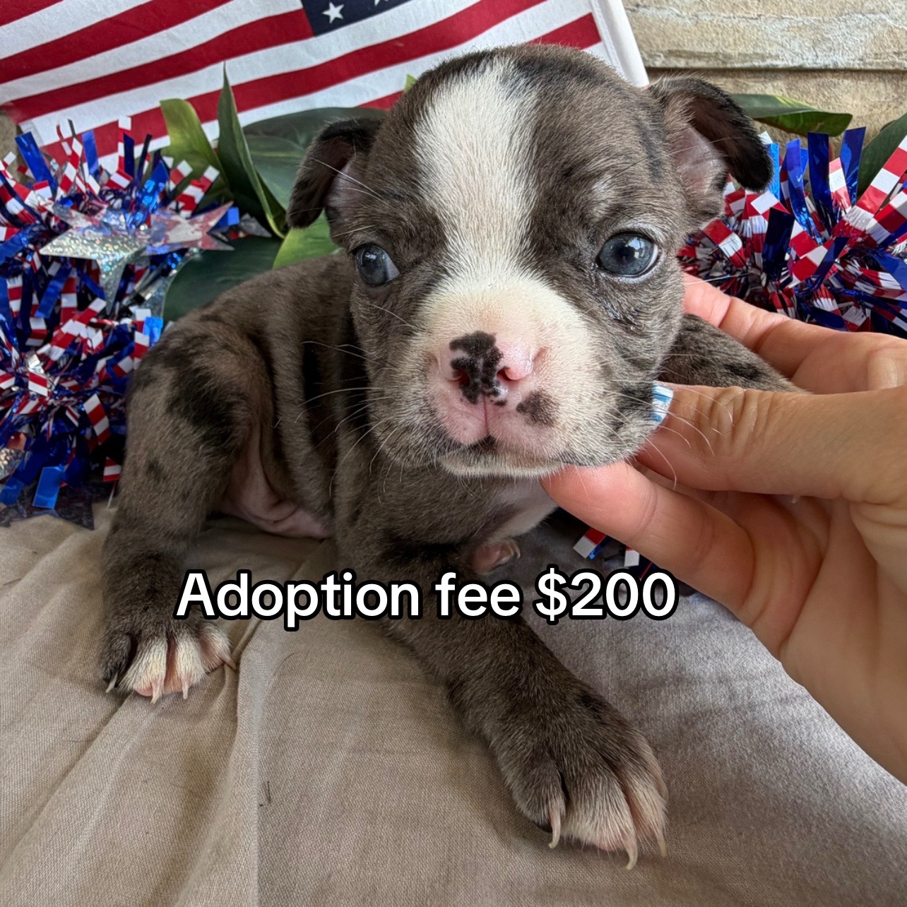 @Boston terriers puppies