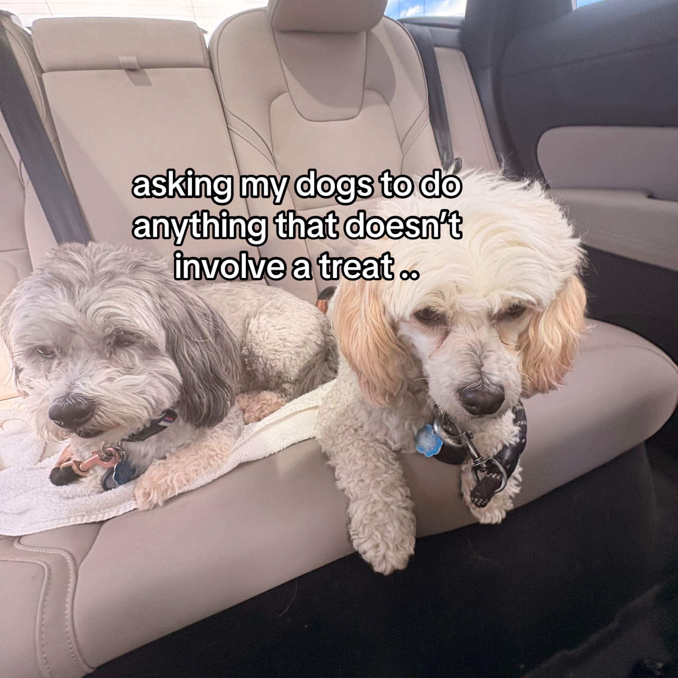 @Silly.dog.cooper