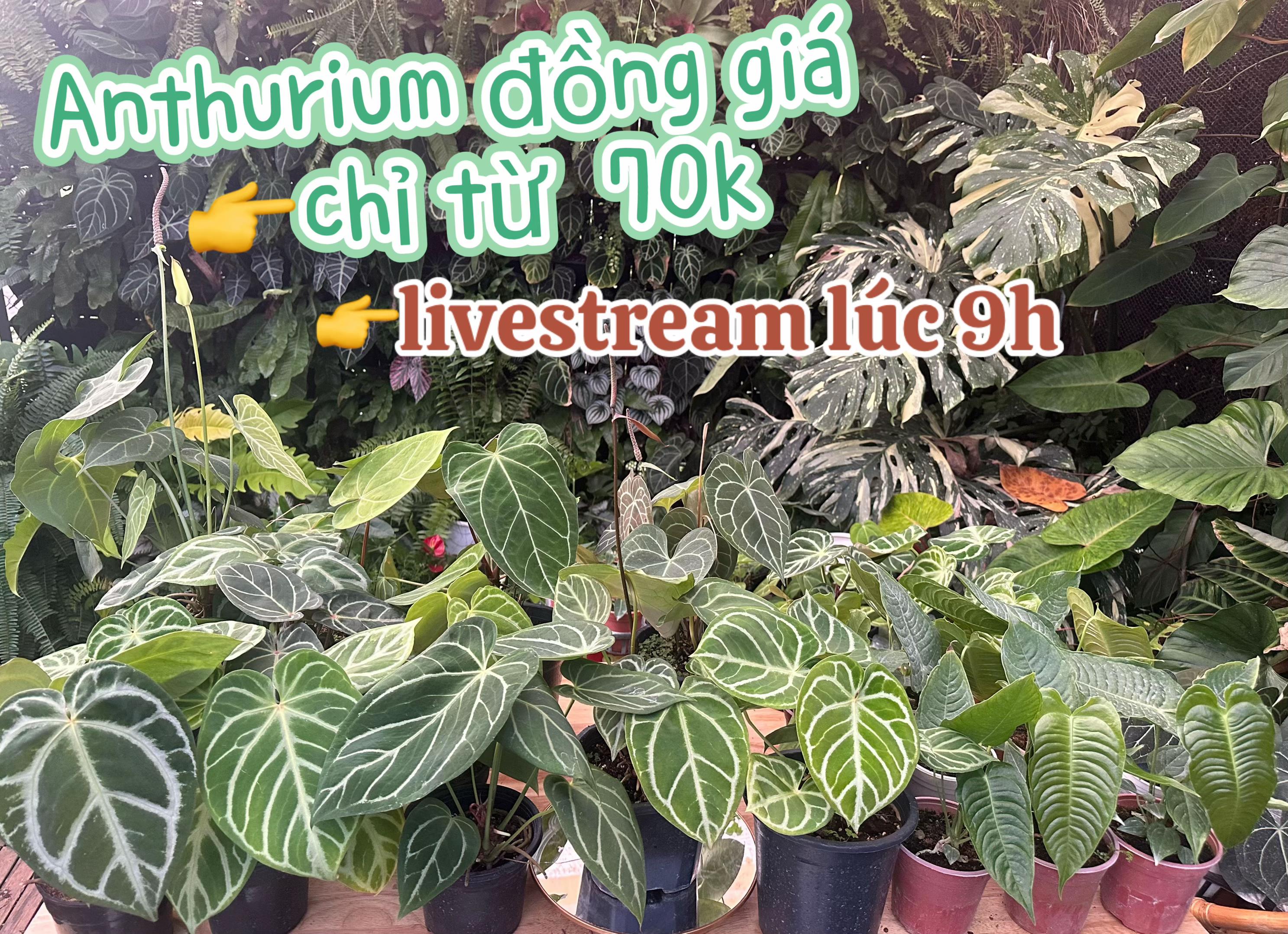 @Vườn Hồ Hân