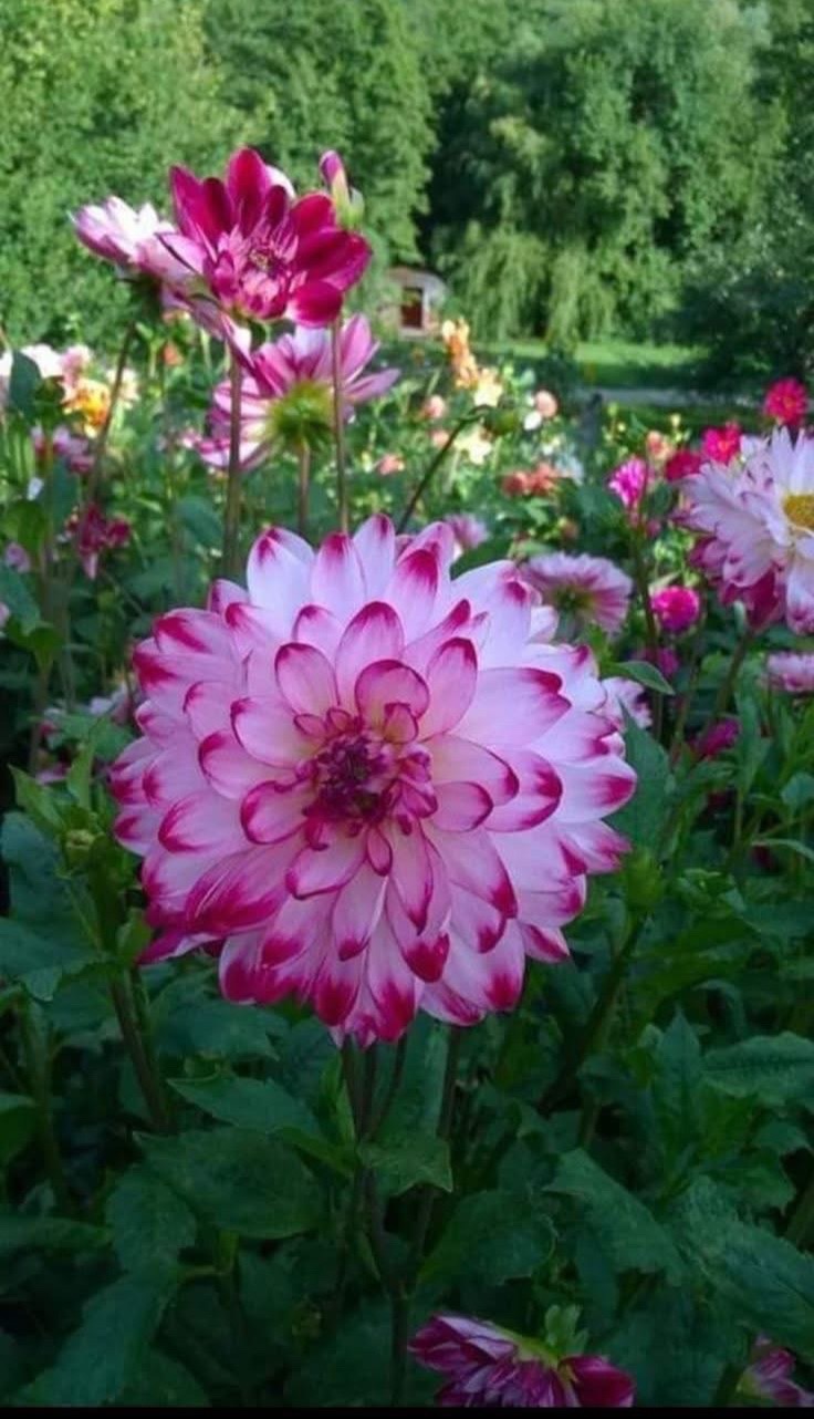 @DirghaTez Shrestha