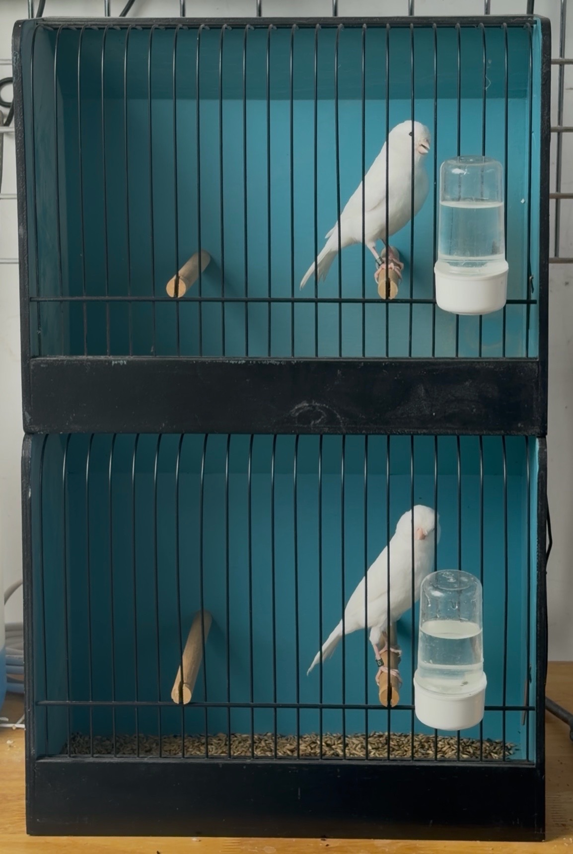 @AviarioUreña