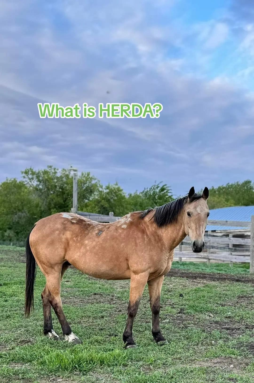 @Horse Heroes Alberta