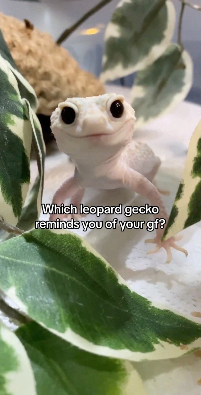 @Mika🦎