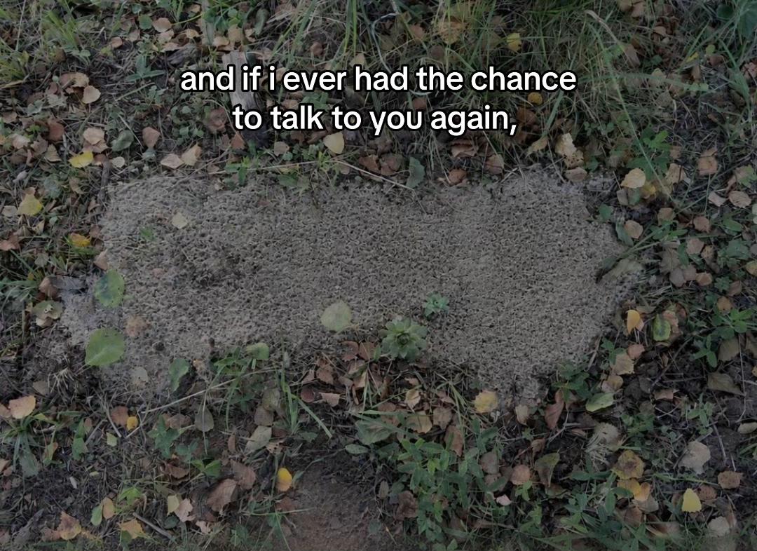 @starry sofie