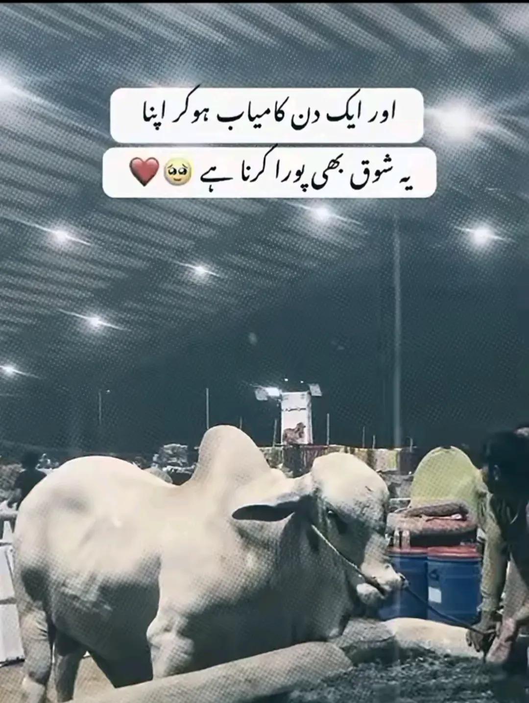 @Rana Huzaifa