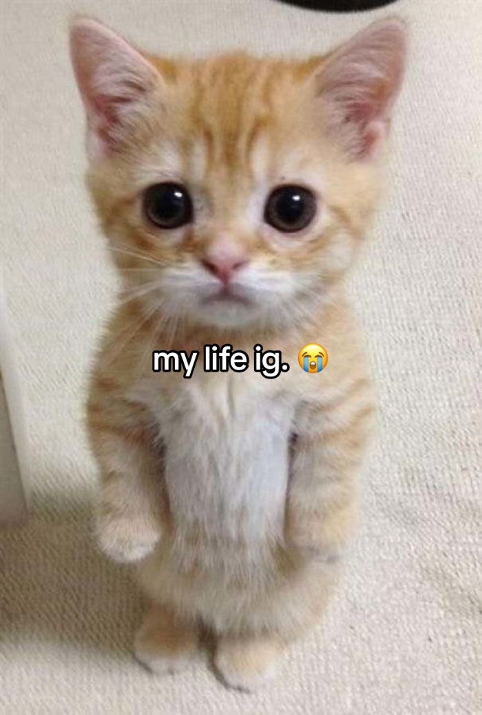 @song jia