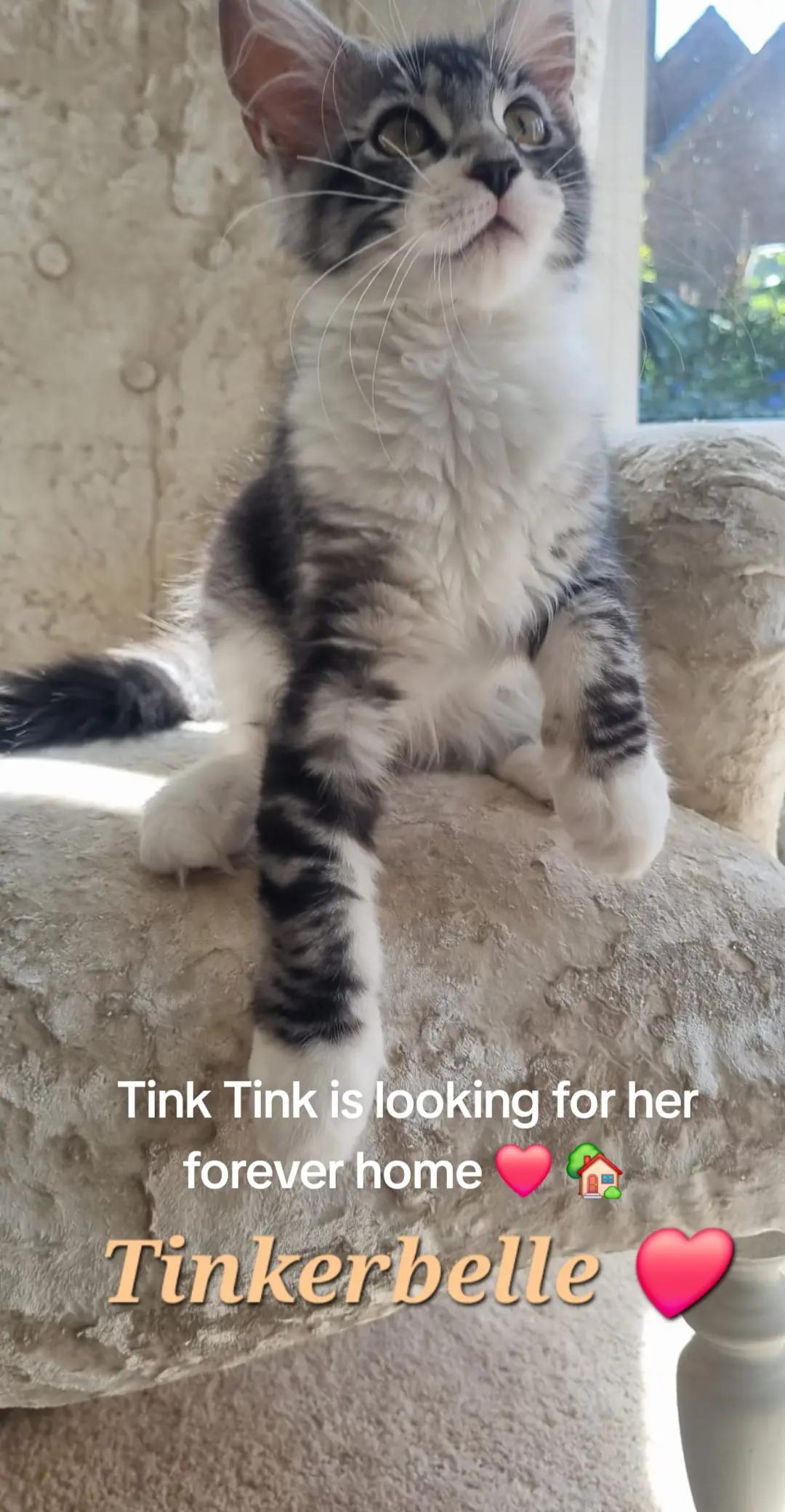@Dollzuki Maine Coons