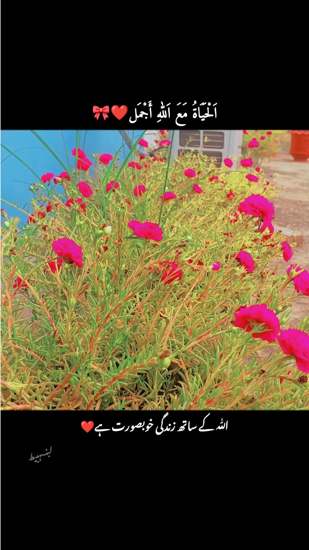 @لبنسہبیط✒️📖🥀