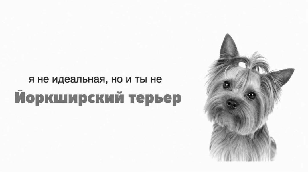 @Собака Евик🐾